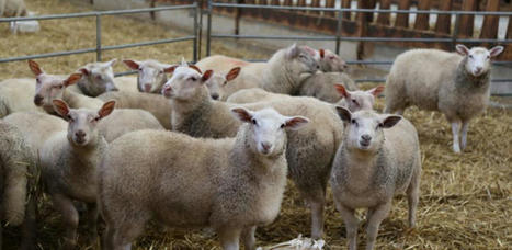 Conjoncture : Moins d’agneaux à l’abattoir en octobre | Actualité Bétail | Scoop.it