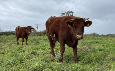 La millième vache armoricaine grandit chez ce couple d'éleveurs bretons | Lait de Normandie... et d'ailleurs | Scoop.it