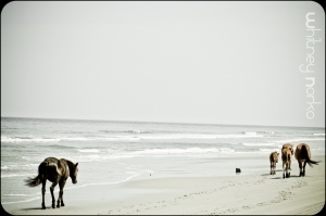 Spotlight on the OBX: Corolla | Surfing Magazine | Scoop.it