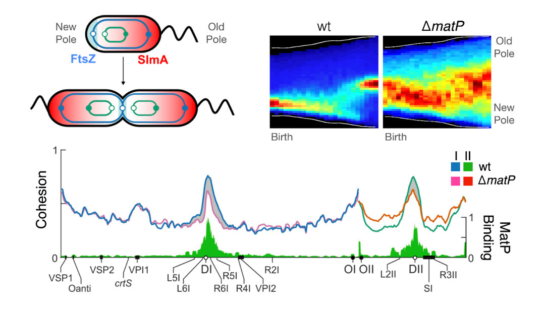 MatP local enrichment delays segregation indepe...