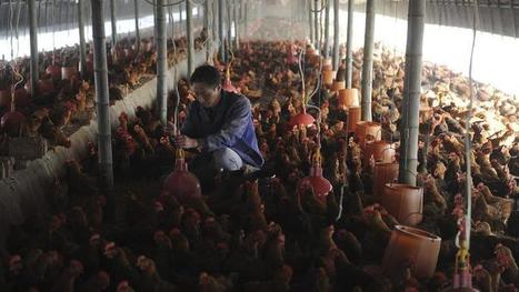 La surconsommation d'antibiotiques menace la Chine | Lait de Normandie... et d'ailleurs | Scoop.it