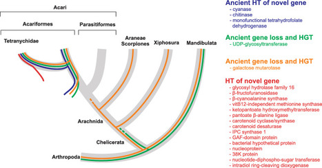 Insect Molecular Biology: A massive incorporation of microbial genes into the genome of Tetranychus urticae, a polyphagous arthropod herbivore (2018) | Plant Pathogenomics | Scoop.it