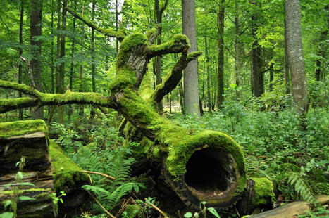 Préserver l’avenir de nos forêts : ce que peut apporter la recherche | ECOLOGIE - ENVIRONNEMENT | Scoop.it