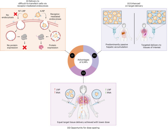 Preparation of targeted lipid nanoparticles for...
