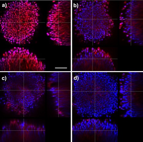 Diffusion extracellulaire et internalisation cellulaire ne suffisent pas pour &ecirc;tre efficaces | Life Sciences Universit&eacute; Paris-Saclay | Scoop.it