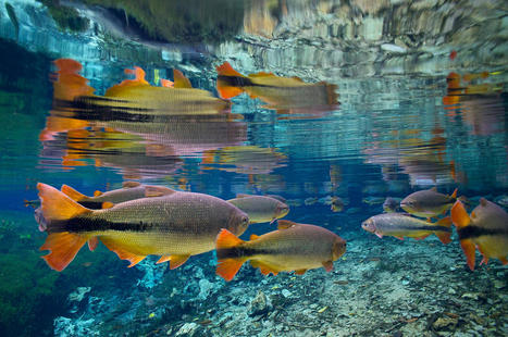 Les poissons d’eau douce illustrent l’escalade des impacts climatiques sur les espèces - Liste rouge de l’UICN - Communiqué de presse | Biodiversité | Scoop.it