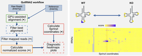 QutRNA2: robust tRNA modification discovery from Nanopore direct tRNA sequencing | nar | RMH | Scoop.it