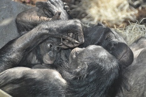 Human and Ape Empathy One and the Same | Empathy and Animals | Scoop.it