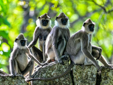 SRI LANKA : le recensement de la faune sauvage crée la polémique | ASIES | Scoop.it