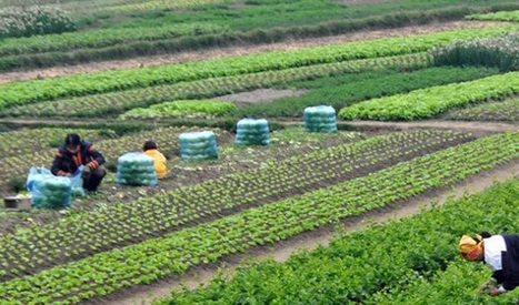 Lancement d'un appel à candidatures pour bénéficier du projet "Agripreneur 3.0" - Web manager center | Pour innover en agriculture | Scoop.it
