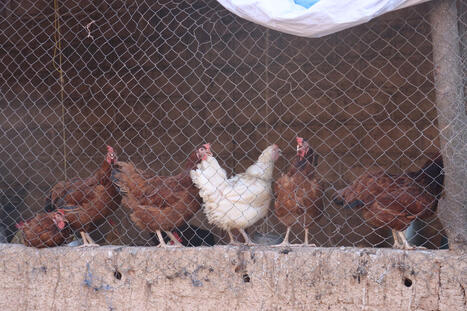 BURKINA: L'&eacute;levage, la fragile caisse d'&eacute;pargne des m&eacute;nages ruraux&nbsp; | AFRIQUES | Scoop.it