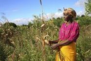 Importante pénurie de maïs au Malawi | Questions de développement ... | Scoop.it
