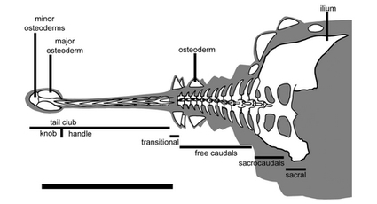 Les dinosaures à la masse | Café des Sciences | Scoop.it