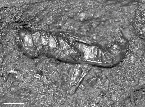 Un criquet fossile du Pléistocène supérieur d'environ 38 000 ans a été identifié à l'espèce en Californie | EntomoNews | Scoop.it