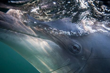 La série documentaire : "Oublier Moby Dick / Le miroir des dauphins | Ce monde à inventer ! | Scoop.it
