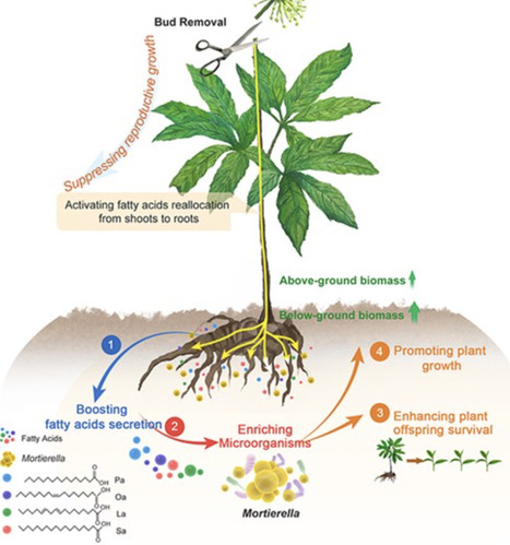 Plant Reproductive Suppression Triggers Fatty Acid-Mediated Enrichment of Mortierella for Enhanced Stress Resilience | isme | RMH | Scoop.it