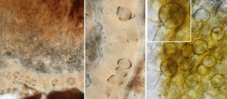 Paleontological J: The most ancient terrestrial lichen Winfrenatia reticulata : A new find and new interpretation (2009) | Plants and Microbes | Scoop.it