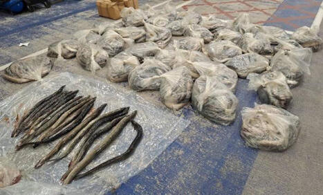 Major blow to billion-euro glass eel trafficking networks - Europol.  | Biodiversité | Scoop.it