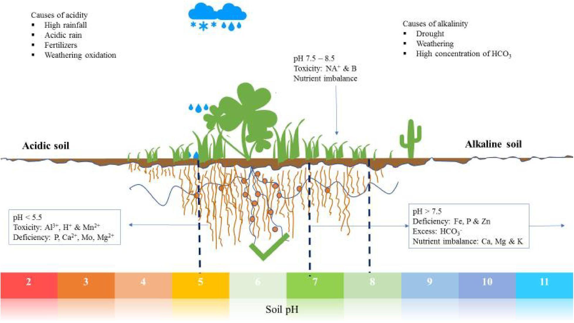 The Roles of Plant Growth Promoting Microbes in...