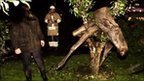 Drunk Swedish elk found in tree | No Such Thing As The News | Scoop.it
