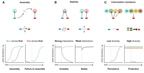 Metabolic ecology of microbiomes: Nutrient competition, host benefits, and community engineering | chm | RMH | Scoop.it
