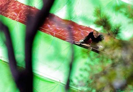 Taiji dolphin cull inhumane: study | Endangered species | Scoop.it