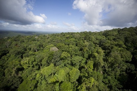 Première édition de la « Journée Internationale des Forêts » en France | Variétés entomologiques | Scoop.it