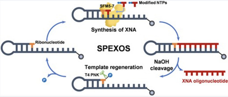 A solid-phase enzymatic synthesis platform for the facile production of 2′-fluoroarabinonucleic acid (FANA) and chimeric XNA oligonucleotides using an evolved XNA polymerase | nar | RMH | Scoop.it