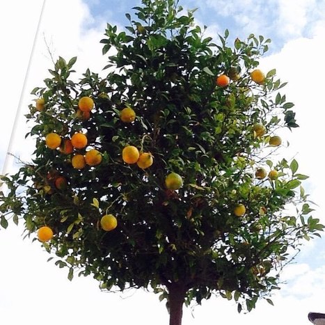 "My" Orange Tree in St George's Square Valletta | Malta Life | Scoop.it