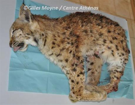 Environnement | Passage raté d’un lynx en Bresse - Le Journal de Saône et Loire | Pastoralisme Ours Loups Lynx | Scoop.it