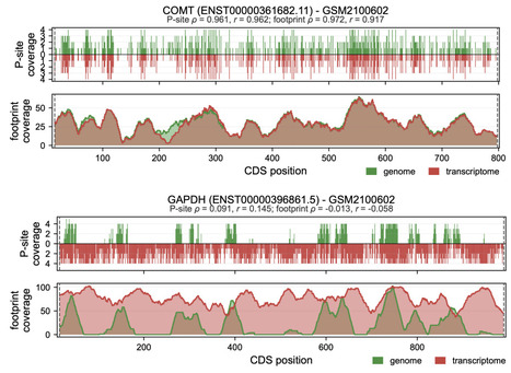 RiboFlow v2: a configurable ribosome profiling pipeline reveals measurements sensitive to read-mapping methodology | brvt | RMH | Scoop.it
