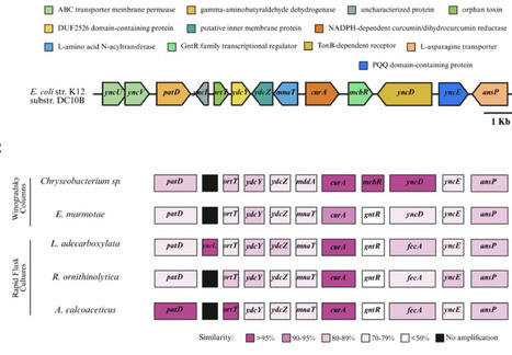 Novel pathway for curcumin utilization found in diverse Gram-negative soil-dwelling bacteria with evidence of horizontal gene transfer | Srep | RMH | Scoop.it