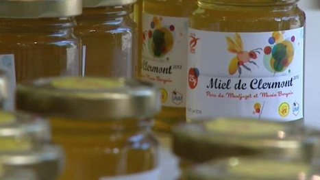 [Vidéo] Oh Apiday, Clermont fait son miel | Variétés entomologiques | Scoop.it