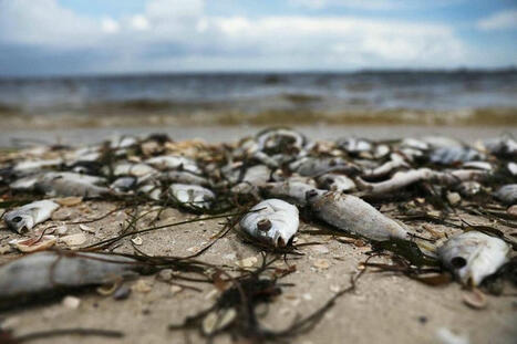 TUNISIE : Monastir : un épisode de marée rouge provoque un fort taux de mortalité chez les poissons  | CIHEAM Press Review | Scoop.it