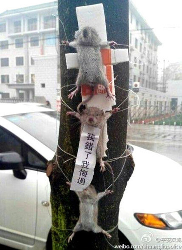 Insolite : 3 souris ligotées publiquement à un arbre pour avoir volé des légumes | Chine | Scoop.it