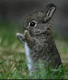 Empathy is What Really Sets Vegetarians Apart (at least Neurologically Speaking) | Empathy and Animals | Scoop.it