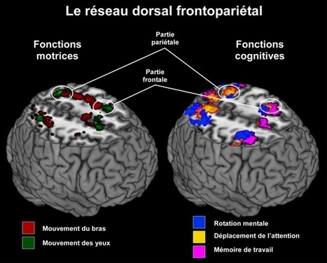 #temadeldía #CEREBRO #educacion // Pensar y actuar es lo mismo para el cerebro | Educación, TIC y ecología | Scoop.it