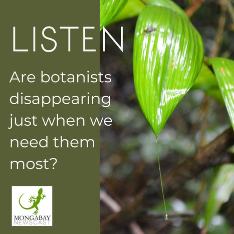 Podcast: Botanists are disappearing at a critical time | Rainforest CLASSROOM | Scoop.it