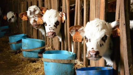 Cours des veaux de boucherie et nourrissons en mai 2021 | Actualité Bétail | Scoop.it