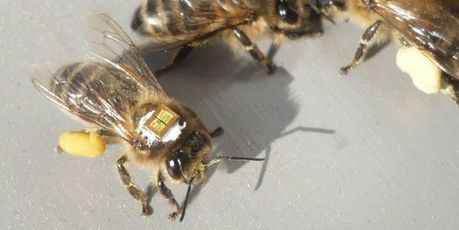 Le d&eacute;clin des abeilles pr&eacute;cipit&eacute; par les pesticides : La nocivit&eacute; des pesticides sur les abeilles devient incontestable | EntomoNews | Scoop.it