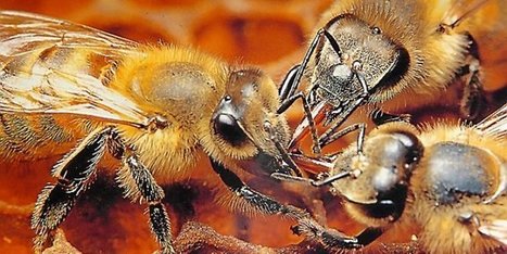 Abeilles en péril en Languedoc-Roussillon : les apiculteurs dans la rue à Perpignan | Variétés entomologiques | Scoop.it
