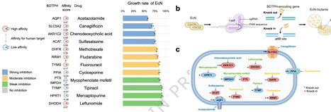 Probiotics mitigate non-antibiotic drug-induced dysbiosis via protein homology-driven competitive binding | Ncm | RMH | Scoop.it