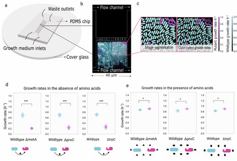 When less is not more: Limits to the evolution of metabolic dependence in spatially structured microbial communities | Brveco | RMH | Scoop.it