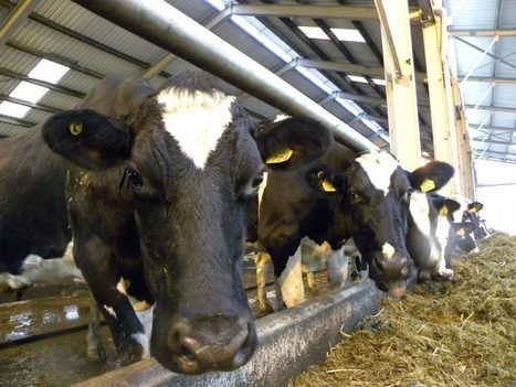 Le nombre de vaches laitières chute en Allemagne | Lait de Normandie... et d'ailleurs | Scoop.it