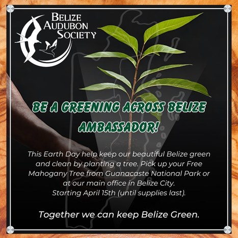 Greening Across Belize 2024 | Cayo Scoop!  The Ecology of Cayo Culture | Scoop.it
