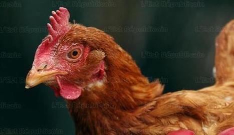 Poulets : Campylobacter, une inqui&eacute;tante bact&eacute;rie | La Gazette des abattoirs | Scoop.it