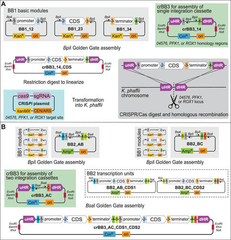 A toolkit for facilitating markerless integration of expression cassettes in Komagataella phaffii via CRISPR/Cas9 | Mcf | RMH | Scoop.it