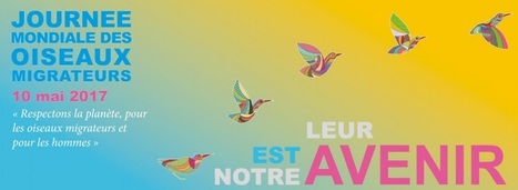 Journée mondiale des oiseaux migrateurs 2017: Leur avenir est notre avenir   | Les oiseaux au gré du vent | Scoop.it