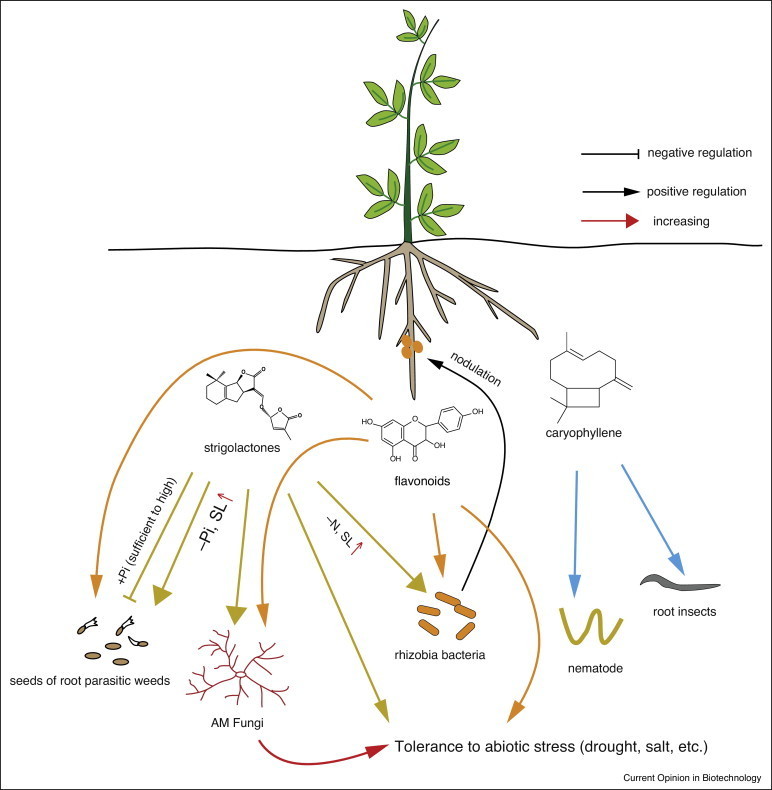 Current Opinion in Biotechnology: Engineering t...