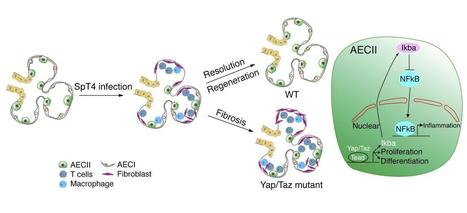 JCI - Yap/Taz regulate alveolar regeneration and resolution of lung inflammation | Mucosal Immunity | Scoop.it